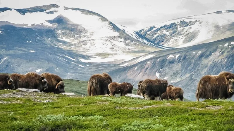 Dovre nasjonalpark